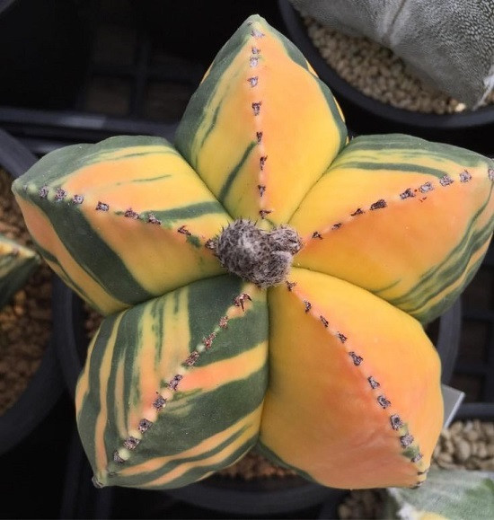 Astrophytum MYRIOSTIGMA var Variegata или Астрофитум Крапчатый Вариегатный (семена)