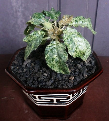 Dorstenia FOETIDA VARIEGATA или Дорстения Пахучая (семена)