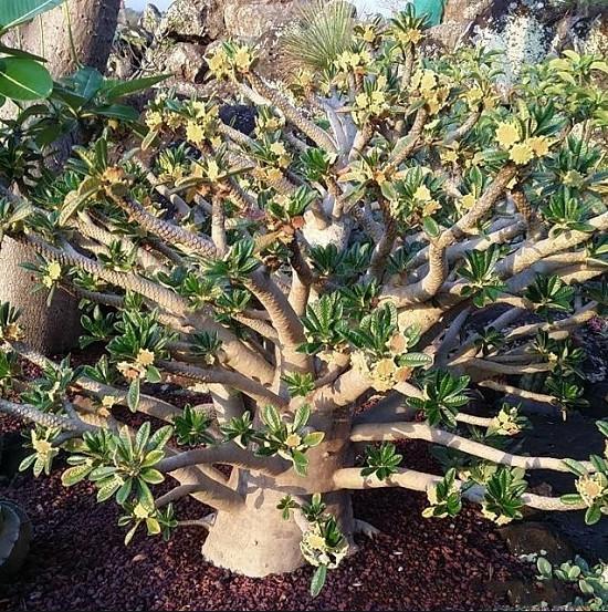 Dorstenia GIGAS или Дорстения Гигантская (семена)