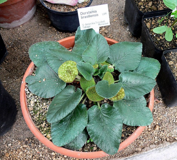 Dorstenia BRASILIENSIS или Дорстения Бразильская (семена)