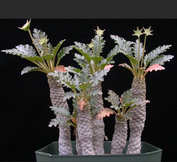 Dorstenia HORWOODII или Дорстения Хорвуда (семена)