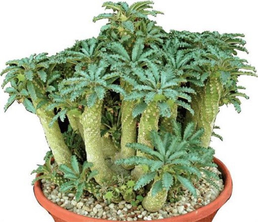 Dorstenia LAVRANI или Дорстения Лаврани (семена)