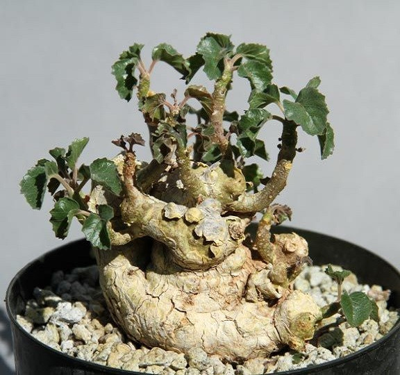 Dorstenia GYPSOPHILA или Дорстения Гипсофила (семена)
