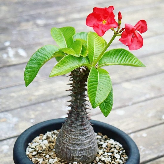 Pachypodium BARONII или Пахиподиум Барона (семена)