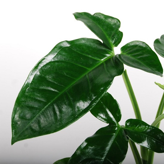 Сингониум TRILEAF WONDER (растение)