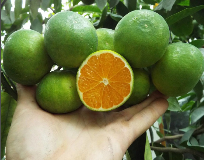 Мандарин ИВАСАКИ (растение)