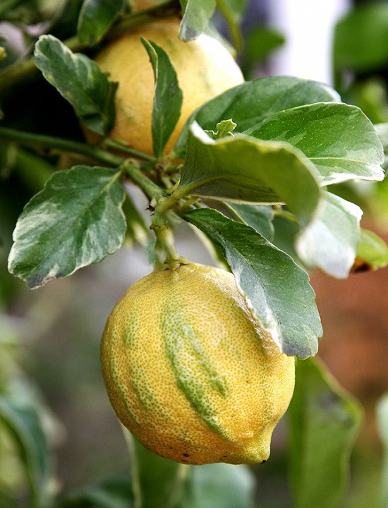 Цитрон ВАРИЕГАТНЫЙ (растение)