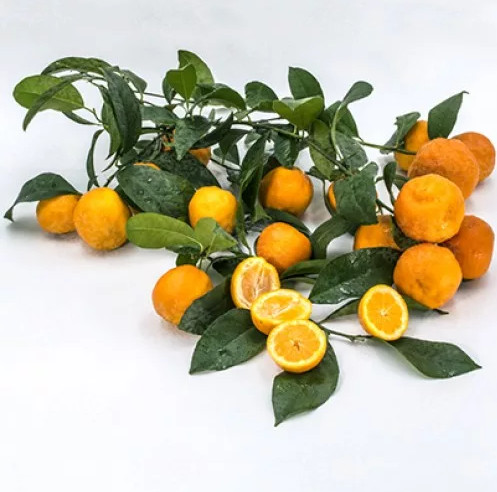 Лайм Красный ФИЛИППИНСКИЙ (растение)