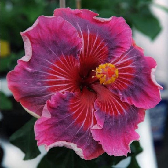 Гибискус ME OH MY OH (растение)