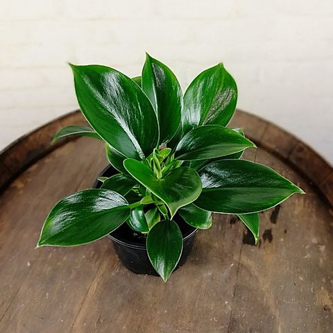 Филодендрон GREEN PRINCESS (растение)