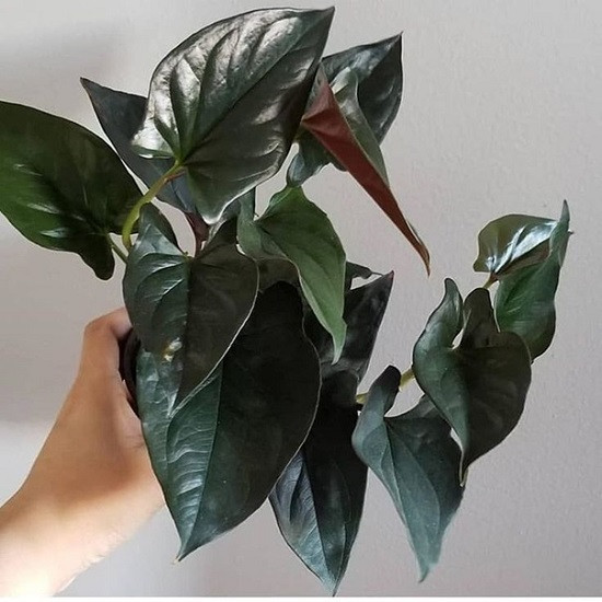 Сингониум Erythrophyllum RED ARROW (растение)