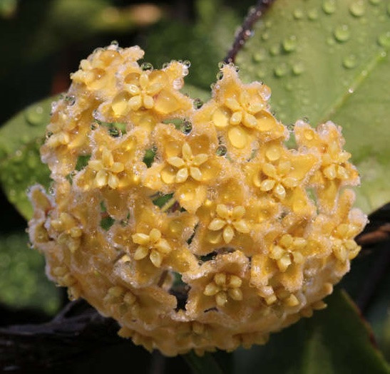 Хойя ISCHNOPUS (растение)