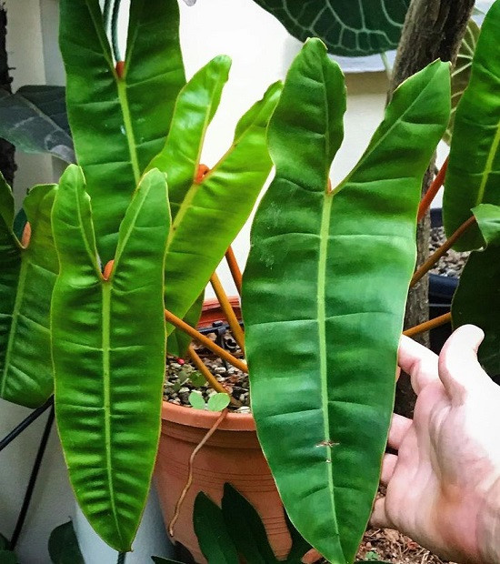 Филодендрон BILLIETIAE BLACK PETIOLE (растение)