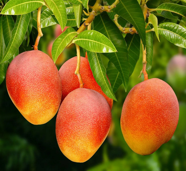 Mangifera INDICA или Манго Индийское (растение)