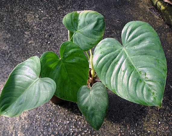 Philodendron COLOMBIANUM или Филодендрон Колумбийский (растение)