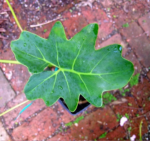 Philodendron SAXICOLA или Филодендрон Саксикола (растение)