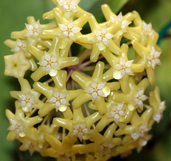 Хойя PENTAPHLEBIA (растение)