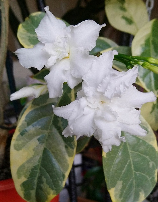 Табернемонтана Вариегатная CREAM MARGIN LEAF (растение)