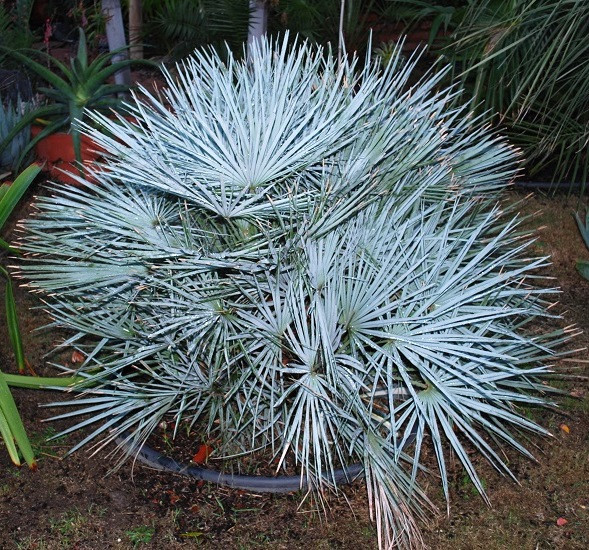 Chamaerops HUMILIS var ARGENTEA или Хамеропс Приземистый (растение)