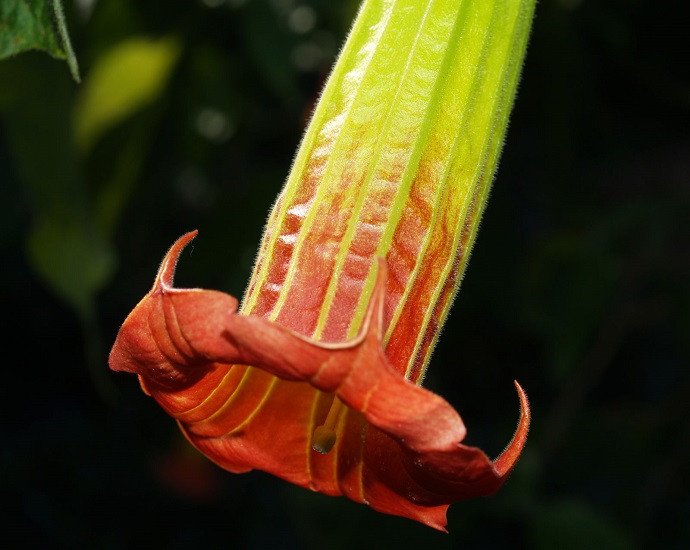 Brugmansia VULCANICOLA или Бругмансия Вулканическая (растение)