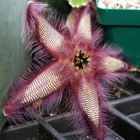 Stapelia GETTLIFFEI или Стапелия Геттлиффа (растение)