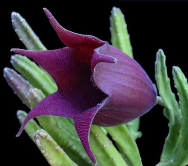 Stapelia LEENDERTZIAE или Стапелия Леендерца (растение)