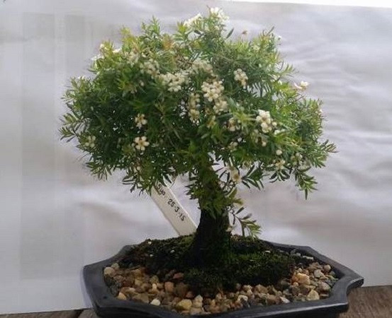 Sannantha VIRGATA или Саннанта Виргата (растение)