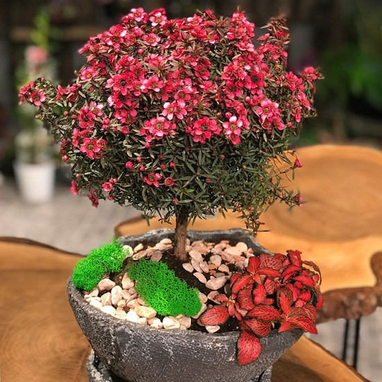 Leptospermum SCOPARIUM или Лептоспермум Метловидный (растение)