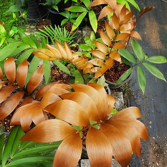 Zamia PURPUPEA или Замия Пурпурная (растение)
