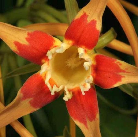 Strophanthus GERRARDII или Строфантус Джерарда (растение)