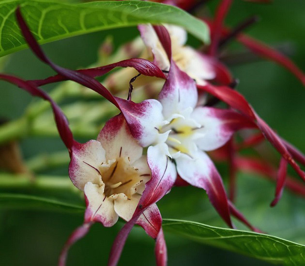 Strophanthus CAUDATUS или Строфантус Хвостатый (растение)