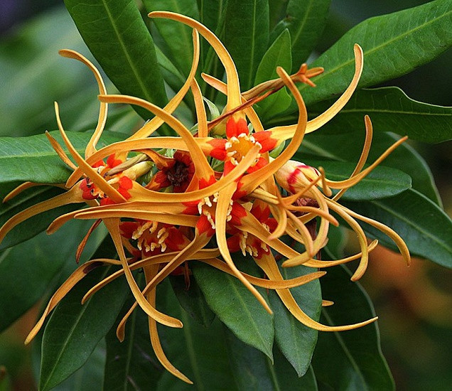 Strophanthus SPECIOSUS или Строфантус Специозус (растение)