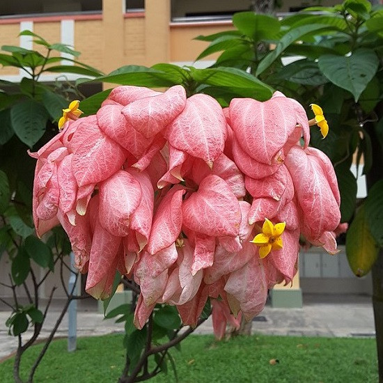 Mussaenda PHILIPPICA или Муссаенда Филиппинская (растение)