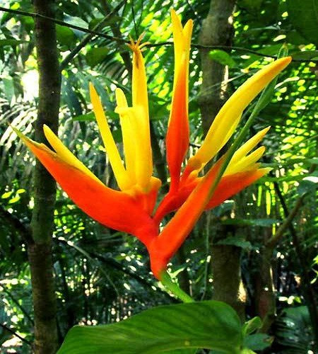 Heliconia AURANTIACA или Геликония Оранжевая (растение)