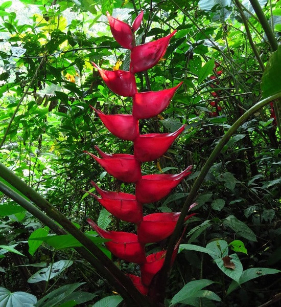 Heliconia BOURGAEANA или Геликония Бургеана (растение)