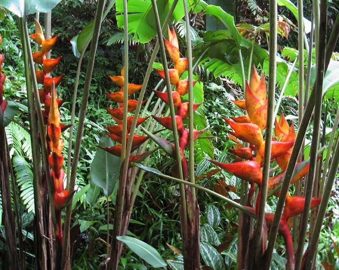Heliconia CHAMPNEIANA SPLASH или Геликония Шампниана (растение)