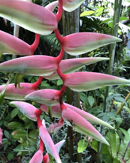 Heliconia CHARTACEA SEXY PINK или Геликония Шартакея (растение)