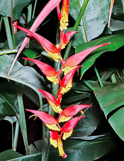 Heliconia COLLINSIANA или Геликония Коллинза (растение)