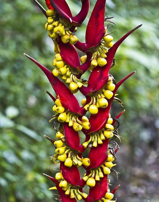 Heliconia DIELSIANA или Геликония Делсиана (растение)