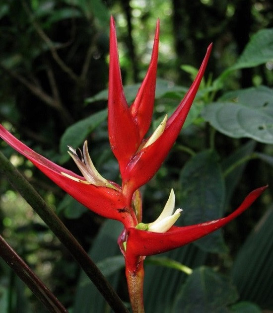 Heliconia MONTEVERDENSIS или Геликония Монтеверденсис (растение)