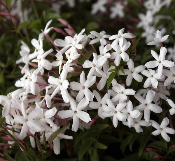Jasminum DECUSSATUM или Жасмин Сплющенный (растение)