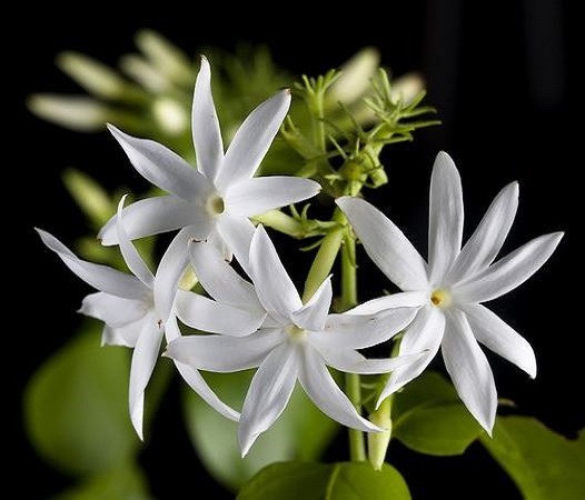 Jasminum ELONGATUM или Жасмин Удлиненный (растение)