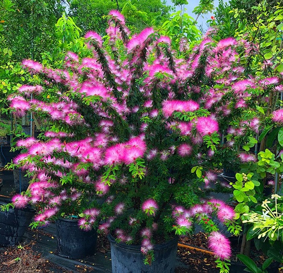 Calliandra BREVIPES или Каллиандра Коротконожковая (растение)