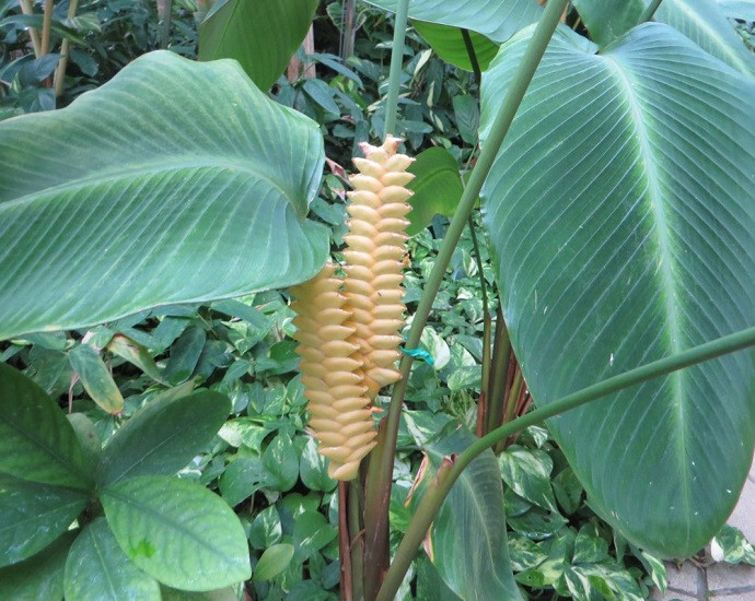 Calathea CROTALIFERA или Калатея Кроталифера (растение)