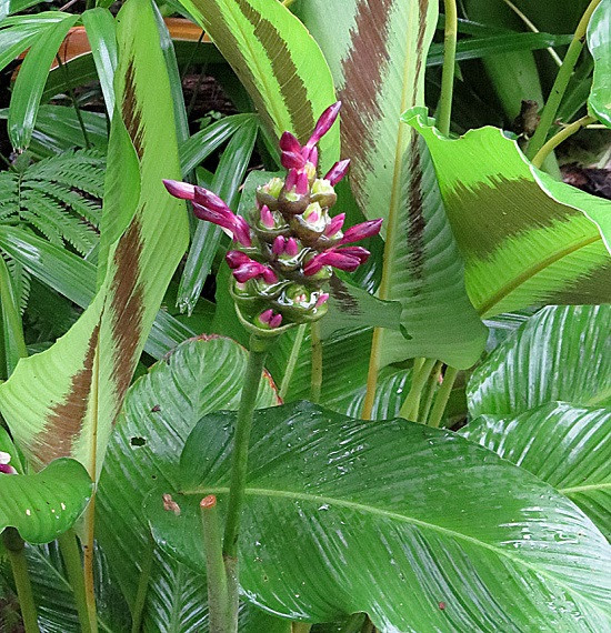 Calathea LATIFOLIA или Калатея Широколистная (растение)