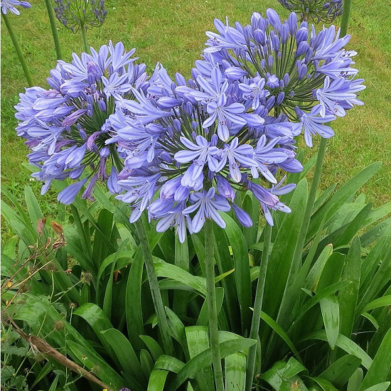Agapanthus UMBELLATUS или Агапантус Зонтичный (растение)