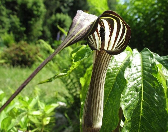 Arisaema CONCINNUM или Аризема Изящная (растение)