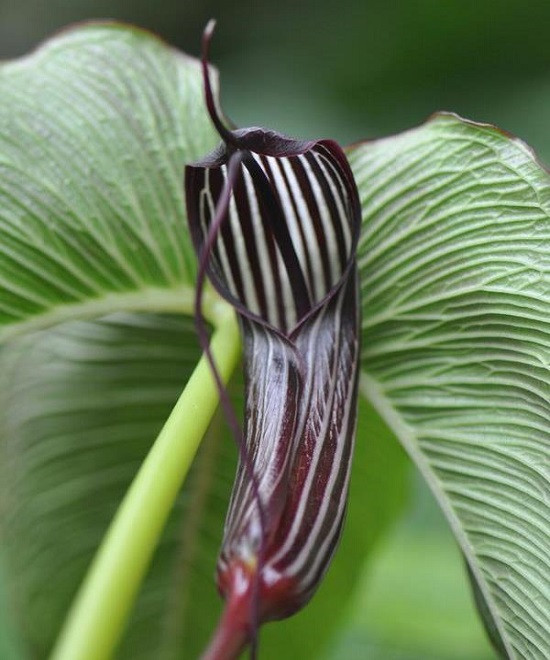 Arisaema COSTATUM или Аризема Ребристая (растение)