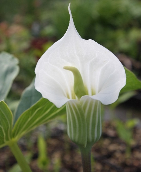 Arisaema CANDIDISSIMUM или Аризема Белоснежнейшая (растение)