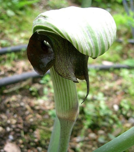 Arisaema RINGENS или Аризема Зияющая (растение)